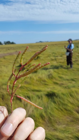 a pink and green plant in the foreground, with a scientist standing in the background in a green field under a blue sky