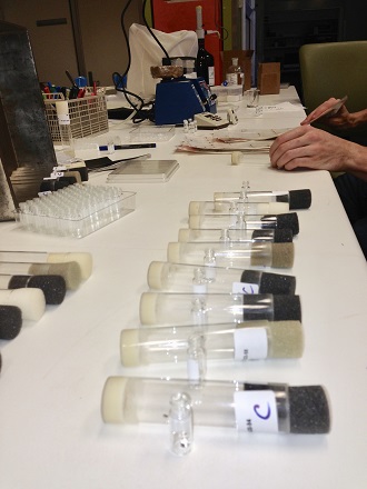 A line of plugged vials on a white table