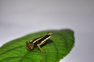 small frog sitting on a leaf