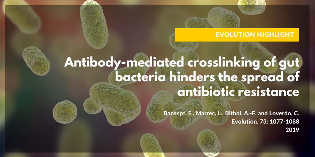Bansept et al 2019 Evolution Highlight