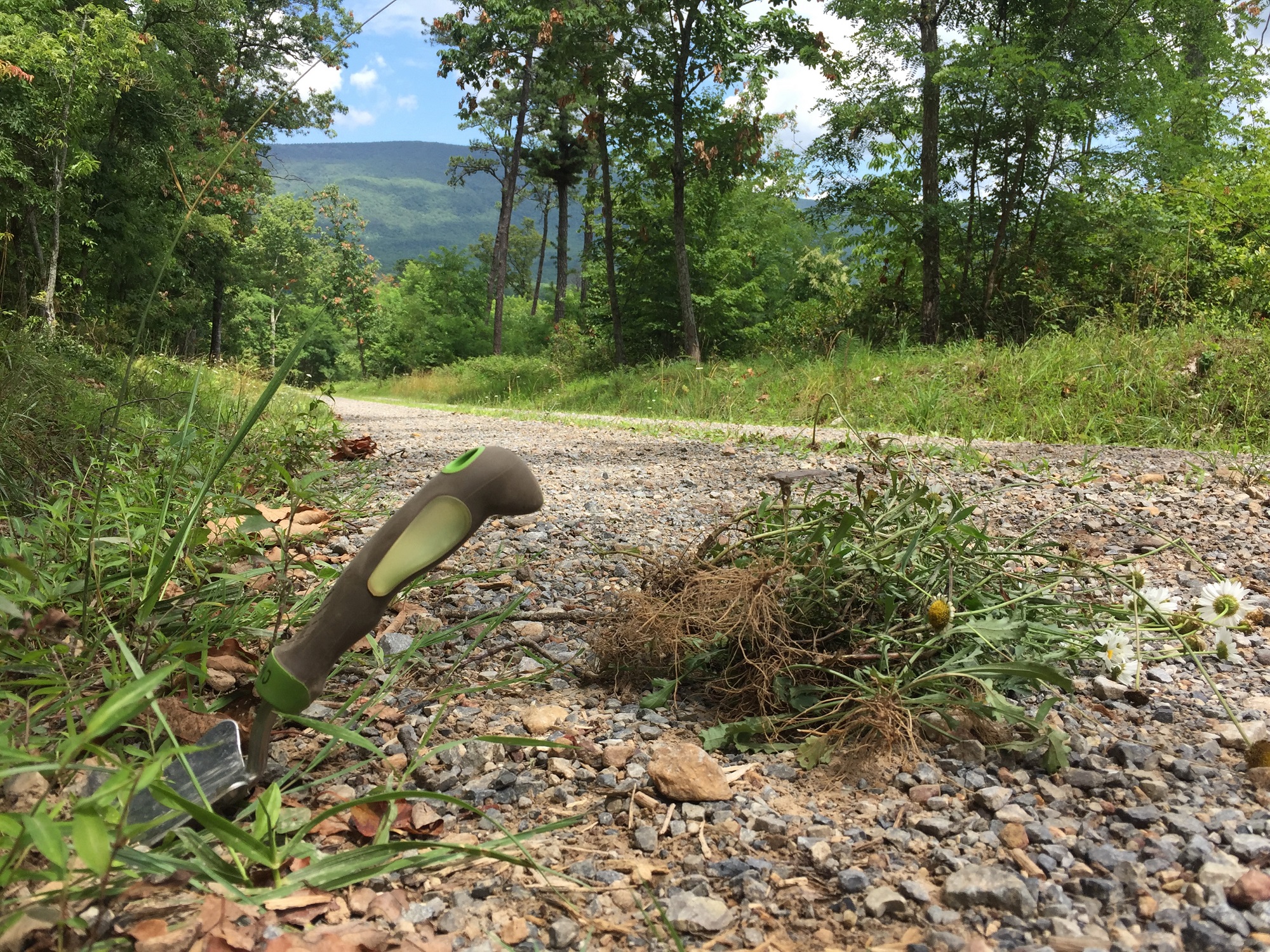 a forest path with a trowel